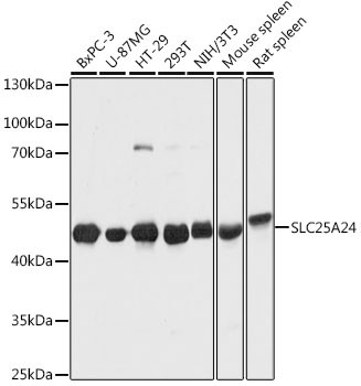 SLC25A24 Antibody in Western Blot (WB)
