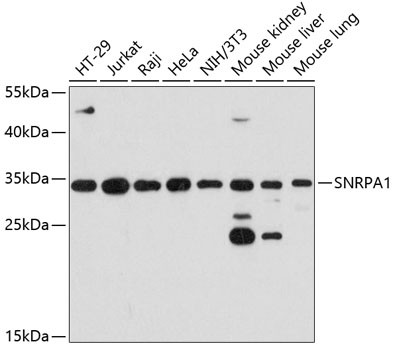 SNRPA1 Antibody in Western Blot (WB)