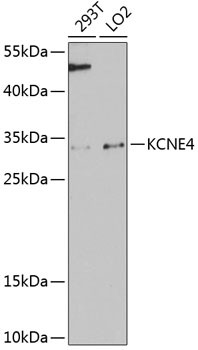KCNE4 Antibody in Western Blot (WB)