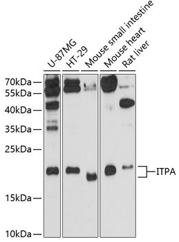 ITPA Antibody in Western Blot (WB)