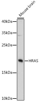 H-Ras Antibody in Western Blot (WB)