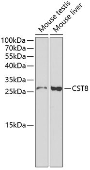 Cystatin 8 Antibody in Western Blot (WB)