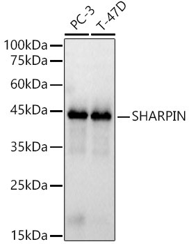 SHARPIN Antibody in Western Blot (WB)