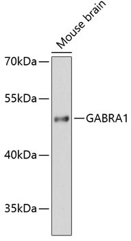 GABRA1 Antibody in Western Blot (WB)