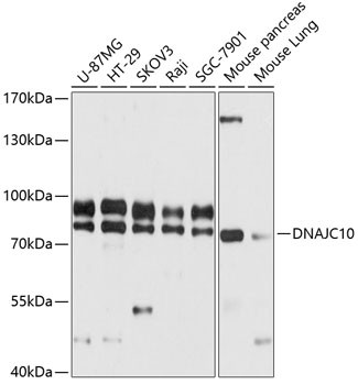 DNAJC10 Antibody in Western Blot (WB)