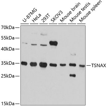 TSNAX Antibody in Western Blot (WB)