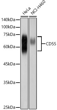 CD55 Antibody in Western Blot (WB)