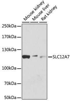 KCC4 Antibody in Western Blot (WB)