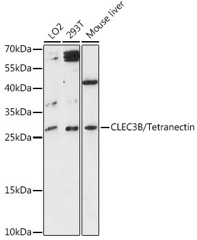 Tetranectin Antibody in Western Blot (WB)