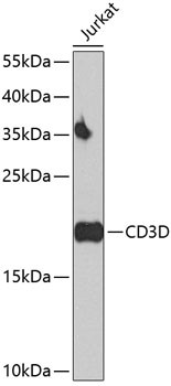 CD3d Antibody in Western Blot (WB)