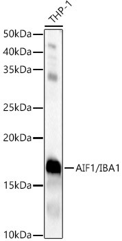 IBA1 Antibody in Western Blot (WB)