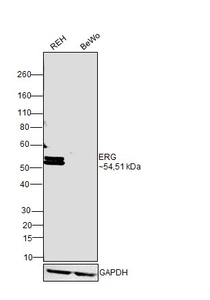 ERG Antibody