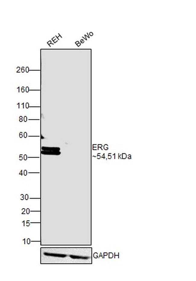 ERG Antibody in Western Blot (WB)