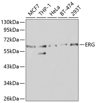 ERG Antibody in Western Blot (WB)