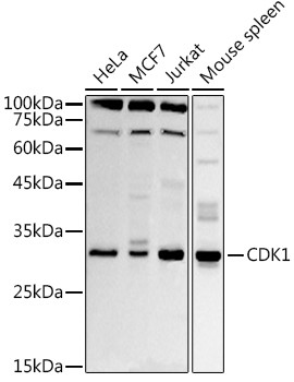 CDK1 Antibody in Western Blot (WB)