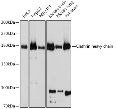 Clathrin Heavy Chain Antibody in Western Blot (WB)