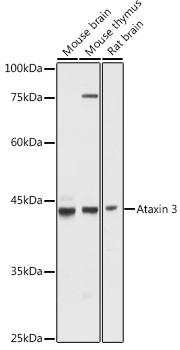 Ataxin 3 Antibody in Western Blot (WB)