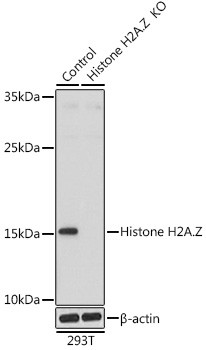 Histone H2A.Z Antibody in Western Blot (WB)