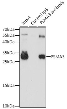 PSMA3 Antibody in Immunoprecipitation (IP)