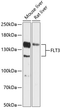 FLT3 Antibody in Western Blot (WB)