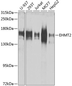 EHMT2 Antibody in Western Blot (WB)