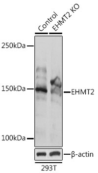 EHMT2 Antibody in Western Blot (WB)