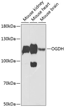 OGDH Antibody in Western Blot (WB)