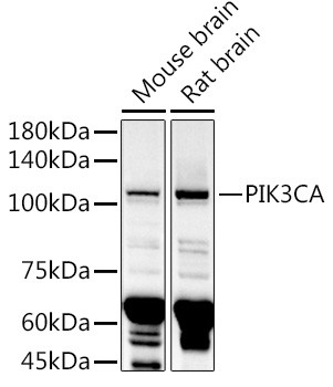 PIK3CA Antibody in Western Blot (WB)