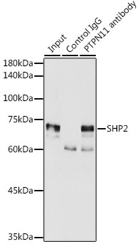 SHP2 Antibody in Immunoprecipitation (IP)