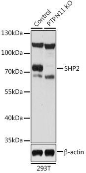 SHP2 Antibody in Western Blot (WB)