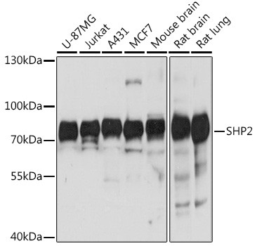 SHP2 Antibody in Western Blot (WB)