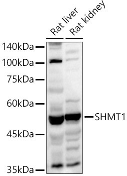 SHMT1 Antibody in Western Blot (WB)