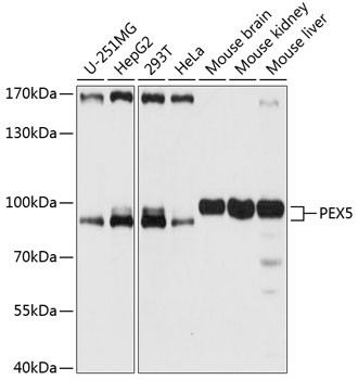 PEX5 Antibody in Western Blot (WB)