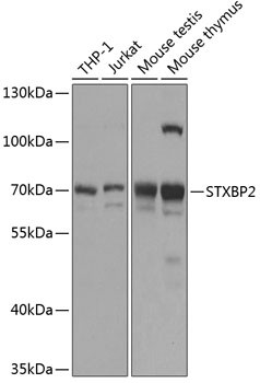 Unc18-2 Antibody in Western Blot (WB)