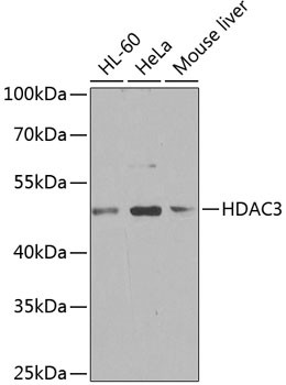 HDAC3 Antibody in Western Blot (WB)