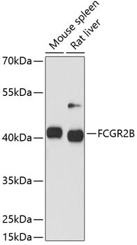 CD32b Antibody in Western Blot (WB)