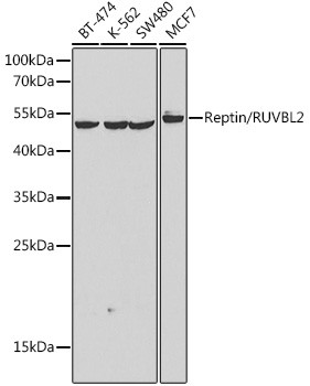 RUVBL2 Antibody in Western Blot (WB)