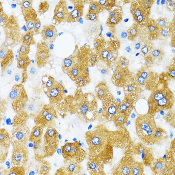 GABARAP Antibody in Immunohistochemistry (Paraffin) (IHC (P))