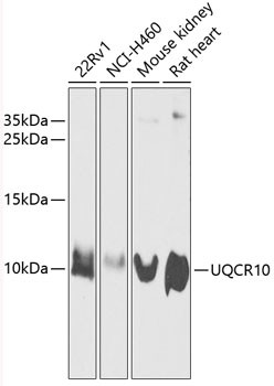 UCRC Antibody in Western Blot (WB)