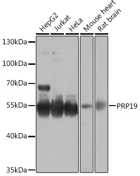 PRP19 Antibody in Western Blot (WB)