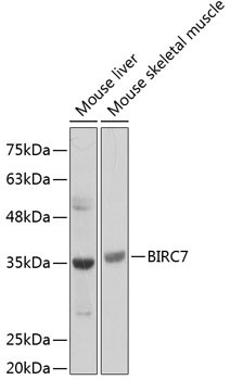 Livin Antibody in Western Blot (WB)