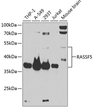 NORE1 Antibody in Western Blot (WB)