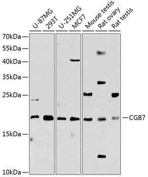 hCG beta-7 Antibody in Western Blot (WB)