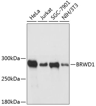 BRWD1 Antibody in Western Blot (WB)