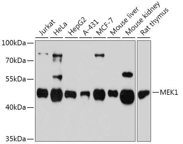 MEK1 Antibody in Western Blot (WB)