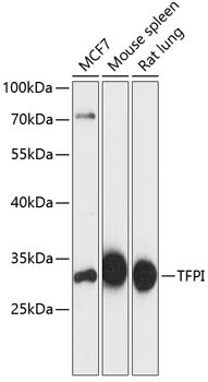 TFPI Antibody in Western Blot (WB)