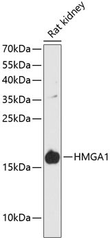 HMGA1 Antibody in Western Blot (WB)