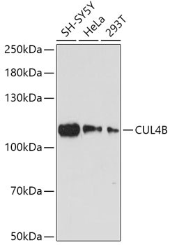 Cullin 4B Antibody in Western Blot (WB)