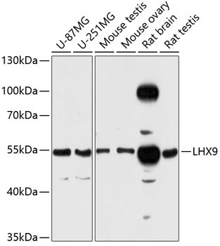 LHX9 Antibody in Western Blot (WB)