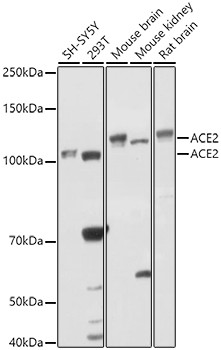 ACE2 Antibody in Western Blot (WB)